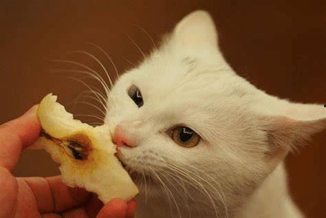 猫猫吃贝贝瓜好吗,健康美味两不误