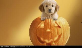 小狗可以吃苏瓜吗怎么吃,苏瓜的食用指南