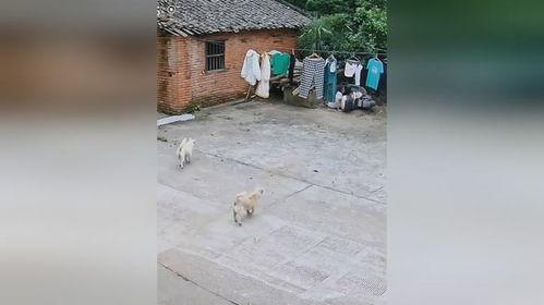 吃瓜汪汪队,吃瓜汪汪的欢乐冒险之旅