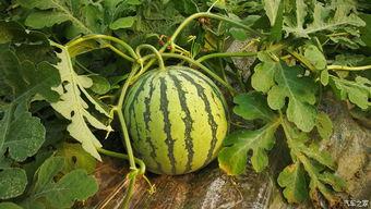 晚上去摘瓜吃,一场别开生面的摘瓜盛宴