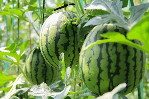 青岛吃瓜群众免费吃瓜微信区,青岛瓜友集结！免费吃瓜活动微信专区火热开启