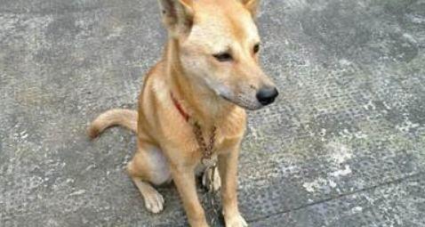 土狗吃瓜吃糖视频,趣味横生的日常生活瞬间