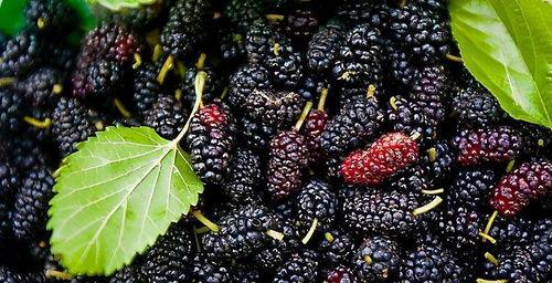 高柳镇吃瓜,一场别开生面的吃瓜盛宴