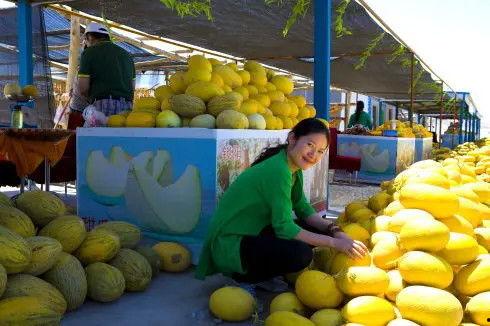 到瓜州吃瓜,尽享瓜香四溢的甜蜜之旅