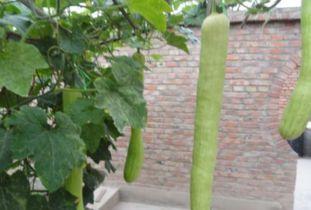 砍瓜能长期吃吗,长期食用砍瓜的益处与注意事项