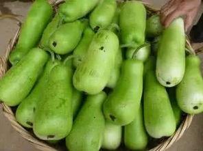 葫芦瓜怎么吃有毒,揭秘有毒生成原因及预防措施