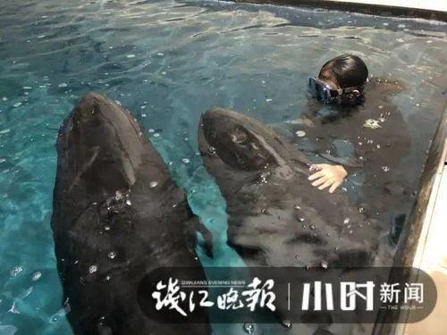 小鲸吃瓜,揭秘娱乐圈那些不为人知的幕后故事