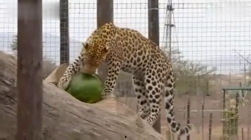 吃瓜的豹子视频,吃瓜豹子带你揭秘网络热点背后的真相