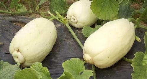 潍坊最新吃瓜事件,真相揭秘引网友热议