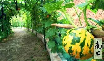 搞笑吃瓜的经典诗句,搞笑吃瓜诗句大盘点