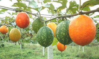 孕妇吃吊瓜行吗,孕妇食用吊瓜的安全性探讨