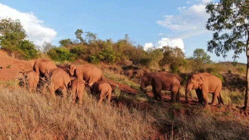 吃瓜群岱岱,一场网络狂欢的幕后故事