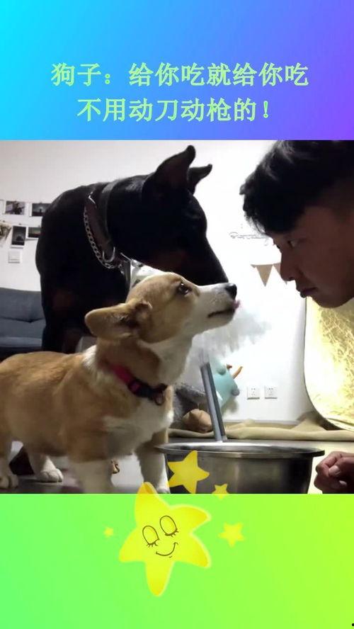 狗手动吃瓜,萌宠手动吃瓜，萌态十足
