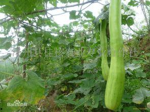 砍瓜怎么做菜吃