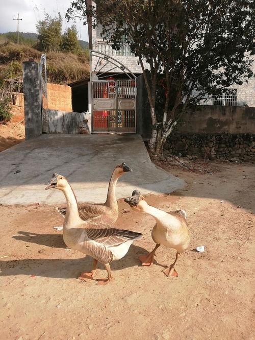 吃瓜的鹅,揭秘娱乐圈那些事儿