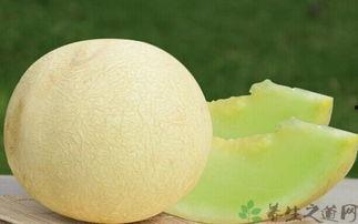 吃中药可以吃白兰瓜吗,中药养生与白兰瓜的食用搭配指南