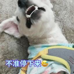 pig吃瓜,揭秘猪猪们的“瓜界风云”