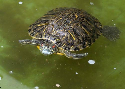 助眠乌龟吃瓜直播,带你进入梦境的奇妙之旅
