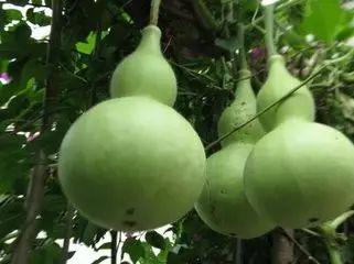 不熟的瓜硬吃,不熟瓜的硬核食验记