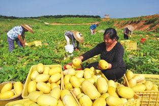 金石吃瓜事件,揭秘娱乐圈幕后风波