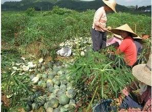 人种瓜有人吃瓜,人种瓜来共享