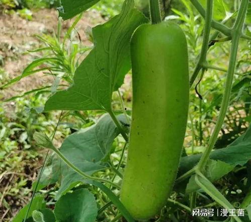 吃别人的瓜什么瓜,吃别人的瓜，品味人生百态