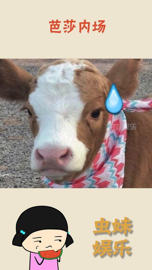 抖音炸裂吃瓜,揭秘网络热点的背后真相