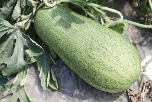 云南吃瓜的季节,云南瓜果飘香季