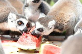 什么动物吃瓜最快,揭秘哪类动物吃瓜速度最快