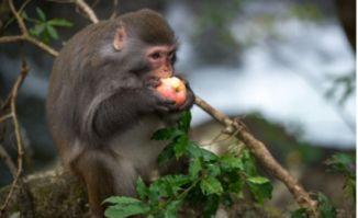 猴吃瓜图片可爱,可爱瞬间引网友热议