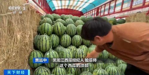 许村吃瓜,揭秘乡村里的欢乐时光 第2张 许村吃瓜,揭秘乡村里的欢乐时光 第2张