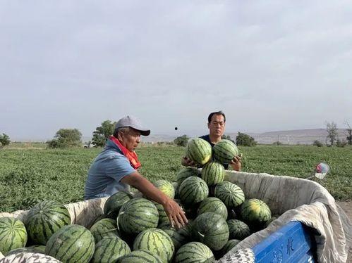 许村吃瓜,揭秘乡村里的欢乐时光 第3张 许村吃瓜,揭秘乡村里的欢乐时光 第3张