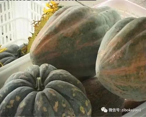 淄博范冉冉吃瓜,揭秘网络舆论背后的真相