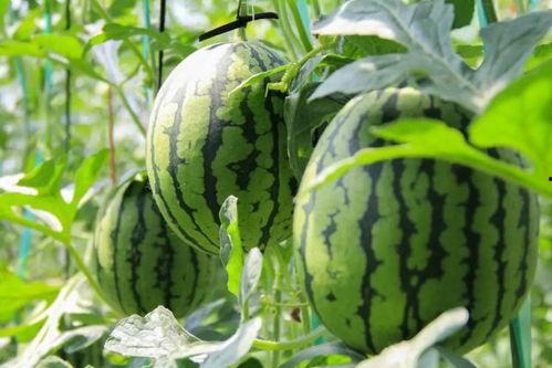 西瓜jun吃瓜视频,揭秘娱乐圈幕后故事 第3张 西瓜jun吃瓜视频,揭秘娱乐圈幕后故事 第3张