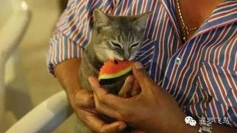 吃瓜七喵,揭秘娱乐圈那些不为人知的幕后故事