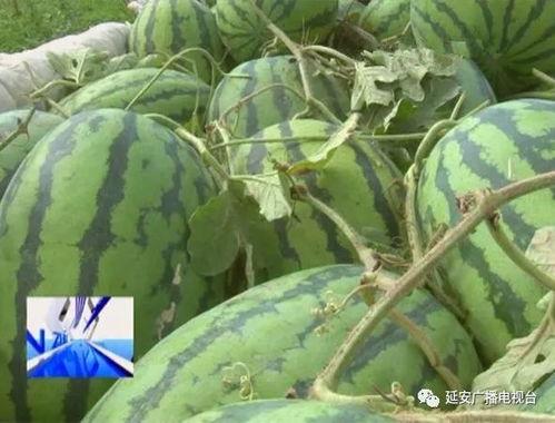 西瓜 滞销 吃瓜群众,吃瓜群众如何助力解困？