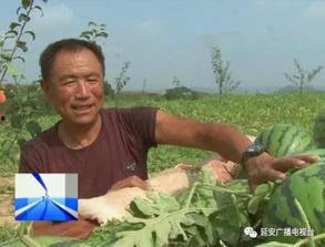 西瓜 滞销 吃瓜群众,吃瓜群众如何助力解困? 第2张 西瓜 滞销 吃瓜群众,吃瓜群众如何助力解困? 第2张