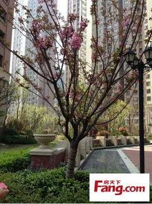 武汉橡树湾小区吃瓜,邻里纷争背后的社区现象  第2张