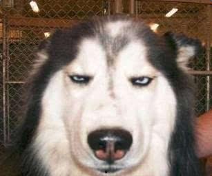 囧囧吃瓜狗,揭秘网络红狗的爆笑日常  第3张