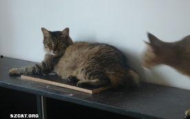 猫抢着吃瓜,瓜香四溢,喵星人大展身手 第2张 猫抢着吃瓜,瓜香四溢,喵星人大展身手 第2张