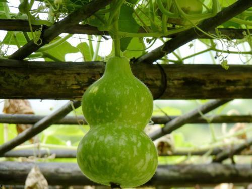 冻过葫芦瓜怎么吃