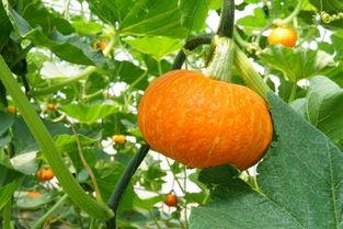 暖树文化吃瓜,揭秘娱乐圈的“吃瓜”盛宴